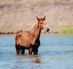 Fototapeta premium Horses at the watering hole on a hot summer day