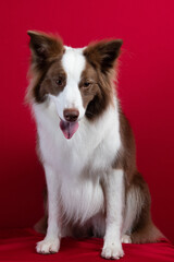 border collie portrait on red background