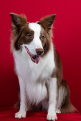 border collie portrait on red background