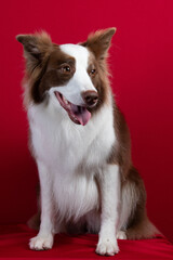 border collie portrait on red background