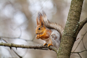 Squirrel gnawing a nut, on a tree.