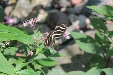 Fototapeta na wymiar black and white butterfly
