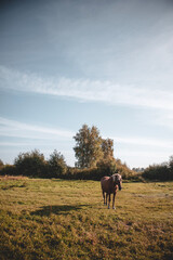 Beautiful brown horse grazing on field in summer day