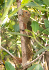 The red-bellied tree squirrel climbs on the tree. Pallas's squirrel (Callosciurus erythraeus) in a tropical nature, Thailand.