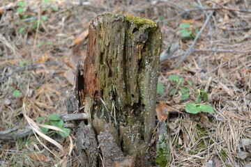 moss on tree