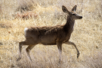 A mule deer walks across the prairie at Rocky Mountain Arsenal near Denver Colorado