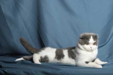 British Shorthair cat lying on white table.