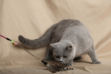 British Shorthair cat lying on white table.