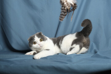 Fototapeta na wymiar British Shorthair cat lying on white table.