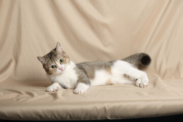 British Shorthair cat lying on white table.