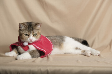 British Shorthair cat lying on white table.