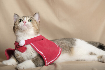 British Shorthair cat lying on white table.