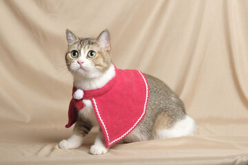 British Shorthair cat lying on white table.
