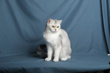 Fototapeta na wymiar British Shorthair cat lying on white table.