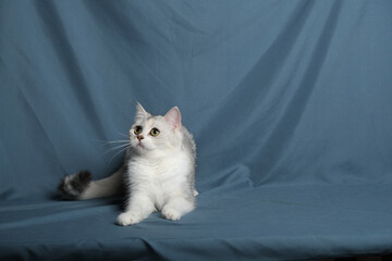 British Shorthair cat lying on white table.
