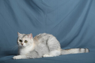 British Shorthair cat lying on white table.