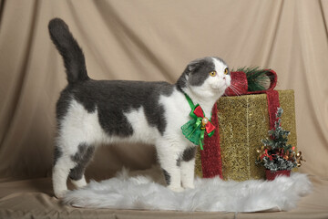 British Shorthair cat lying on white table.