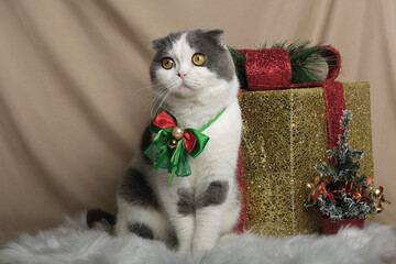 British Shorthair cat lying on white table.