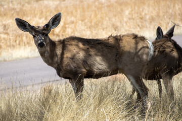 A mule deer standing by the road looks at the camera at Rocky Mountain Arsenal in Colorado