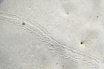 Foto op Plexiglas 【素材】砂浜に残された生きものの足あと（奄美大島） © firstocean