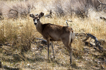 A mule deer with damaged ears stands in a field and looks at the camera in Rocky Mountain Arsenal near Denver Colorado
