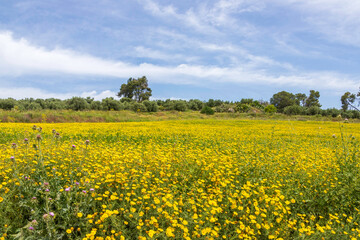 Obraz premium Spring flowering. Fields of yellow flowers. Trees and blue sky.