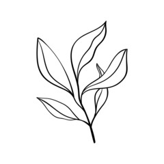 Herbs and forest plants. Sprig with five leaves, simple botanical pattern for cards and invitations