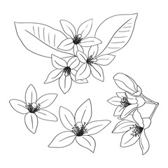Lemon or orange flowers are drawn with lines. Set of isolated large open flower buds. For invitations and valentines