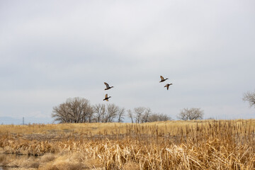 Birds ducks fly across the landscape at Rocky Mountain Arsenal near Denver Colorado