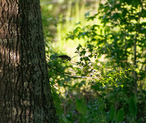 leaves in the forest