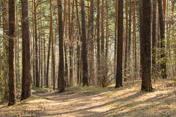 Autumn forest nature. Vivid morning in colorful forest with sun rays through branches of trees....