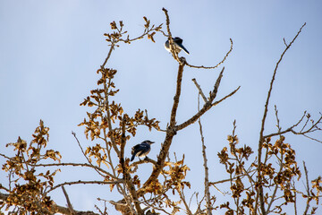 Two bluebirds blue birds are perched in a tree at dusk