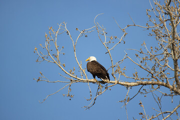 A bald eagle perches on a tree branch in Louisville Colorado