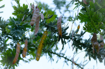 ミモザの種のクローズアップ、ギンヨウアカシアの実、アカシアの種