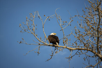A bald eagle perches on a branch against a clear blue sky in Colorado