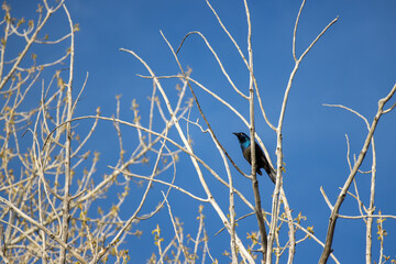 A common grackle sits in a tree against a clear blue sky as a background