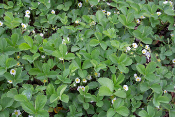 Strawberry Bed in Bloom in Early Spring with White Blossoms