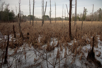trees in a field of reeds during winter