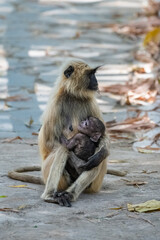 Gray langurs, mother with a baby monkey, India, Madhya Pradesh 
