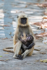 Gray langurs, mother with a baby monkey, India, Madhya Pradesh 
