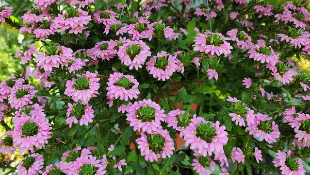 Pink flowers, semicircular shape call Fairy Fan Flower or Scaevola aemula Scientific name: Scaevola sp. planted in a brown pot. Half-flower have small bubblegum pink petals arranged in a fan shape.
