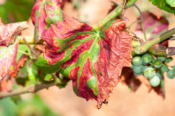 macro de feuille de vigne en automne