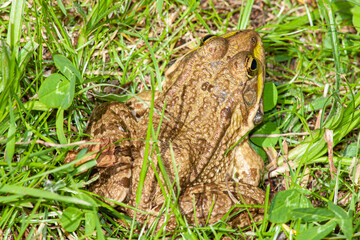 gros plan de grenouille verte