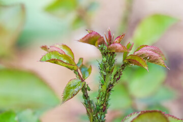 Green aphids on roses. Pests damage the plant and spread disease