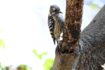 木の枝を移動するコゲラ