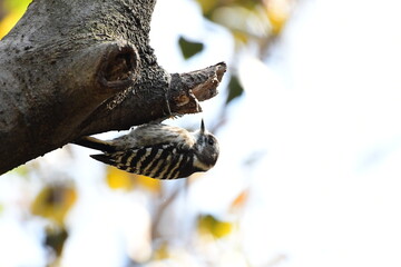 木の枝を移動するコゲラ