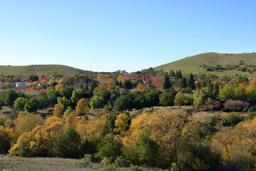 Fototapeta na wymiar Cottonwood trees in Autumn near San Francisco, California