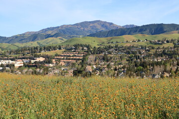 Mt Diablo views from a wildflower meadow near Danville, California