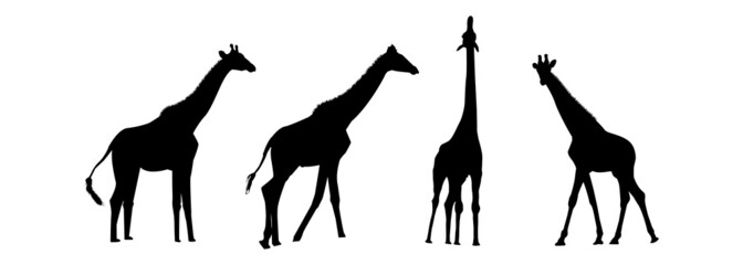 Set of giraffe black silhouettes illustration