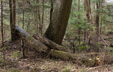 Fototapeta premium Broken alder tree next to spruce